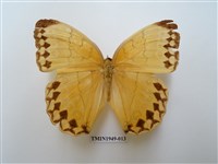 藏品(箭環蝶)的圖片